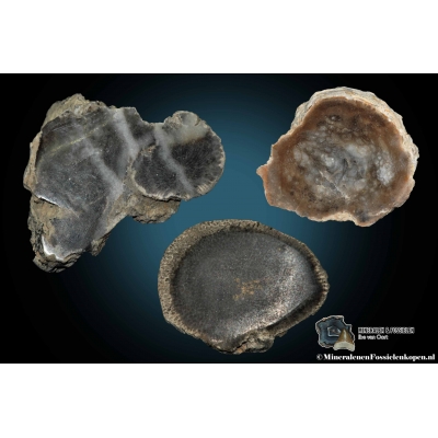 Fossiel koraal schijfjes